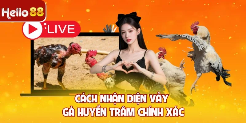 Cách nhận diện vảy gà huyền trâm chính xác